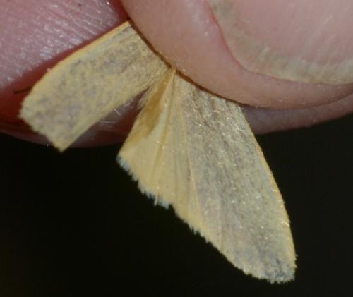 Eilema sp.